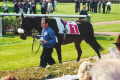 Diamond White at Newmarket - 2000