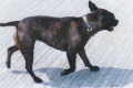 Shiva at East Green - 2003